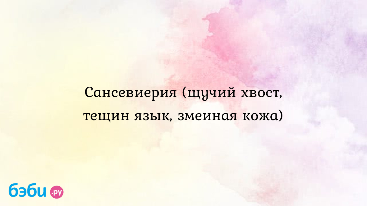 Сансевиерия (щучий хвост, тещин язык, змеиная кожа), сансевиерия  отличительные черты побега