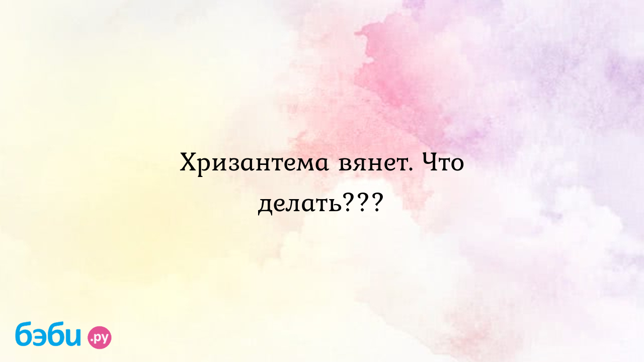 Хризантема вянет. что делать..., вянет дома хризантема почему домашние  хризантемы вянут